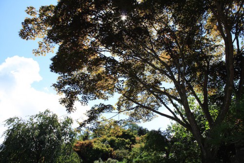 福島県福島市花見山公園の情報 2016年8月31日 IMG_6778