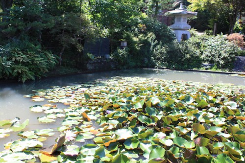 福島県福島市花見山公園の情報 2016年8月31日 IMG_6783