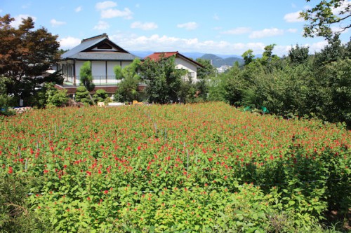 福島県福島市花見山公園の情報 2016年8月31日 IMG_6784