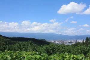 福島県福島市花見山公園の情報 2016年8月31日 IMG_6787