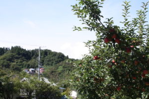 福島県福島市花見山公園の情報 2016年9月15日 IMG_6802