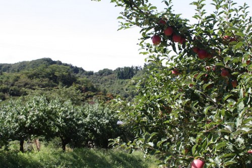 福島県福島市花見山公園の情報 2016年9月15日 IMG_6803