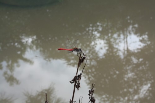 福島県福島市花見山公園の情報 IMG_6815