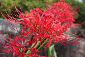 福島県福島市花見山公園の情報 IMG_6830