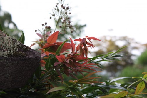 福島県福島市花見山公園の情報 IMG_6838