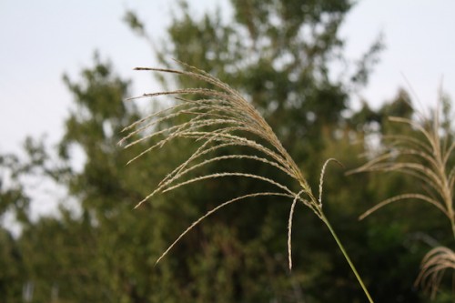 福島県福島市花見山公園の情報 IMG_6863