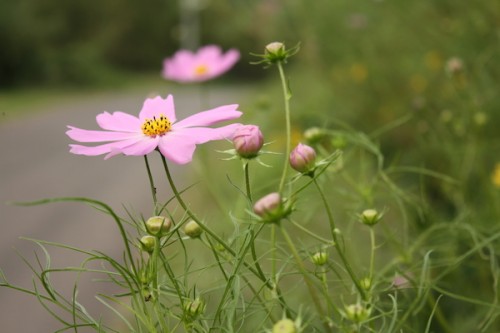 福島県福島市花見山公園の情報 IMG_6887