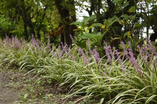 福島県福島市花見山公園の情報 IMG_6890