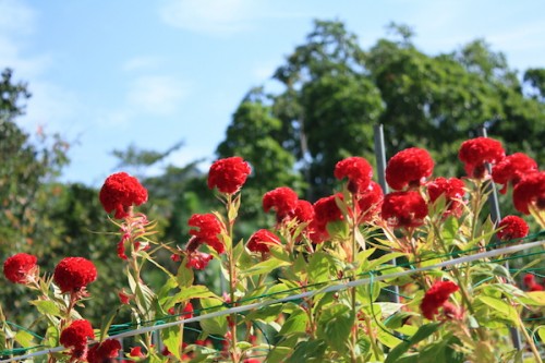 福島県福島市花見山公園の情報 IMG_7047