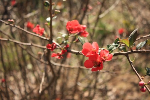 福島県福島市花見山公園の情報 IMG_7078