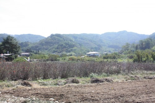 福島県福島市花見山公園の情報 IMG_7087