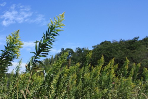 福島県福島市花見山公園の情報 IMG_7088