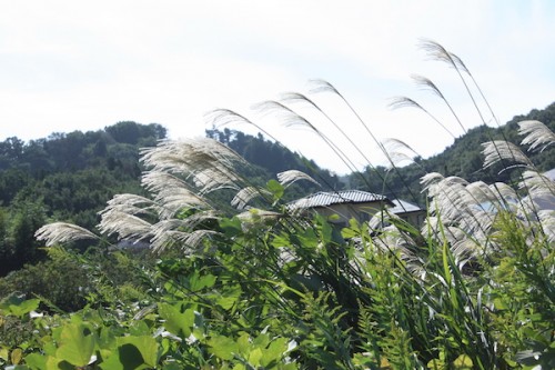 福島県福島市花見山公園の情報 IMG_7090