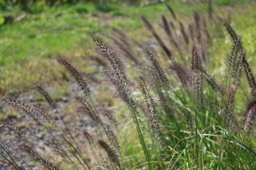 福島県福島市花見山公園の情報 IMG_7108