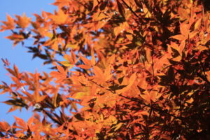 福島県福島市花見山公園の情報2016年10月21日 IMG_7166