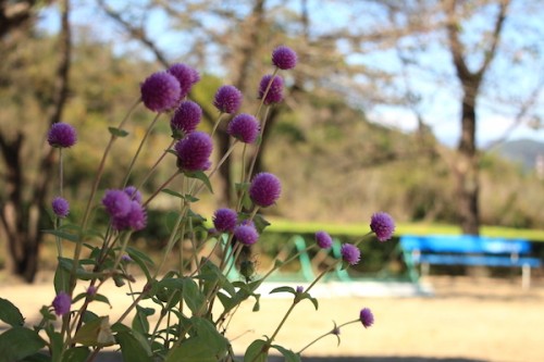 福島県福島市花見山公園の情報2016年10月21日 IMG_7202