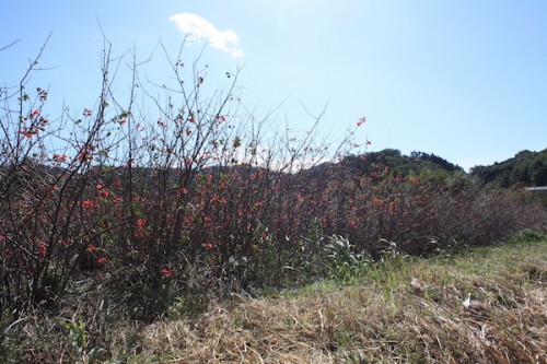 福島県福島市花見山公園の情報2016年10月21日 IMG_7220