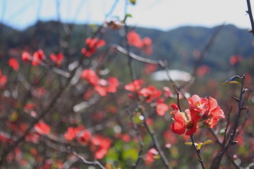 福島県福島市花見山公園の情報2016年10月21日 IIMG_7237