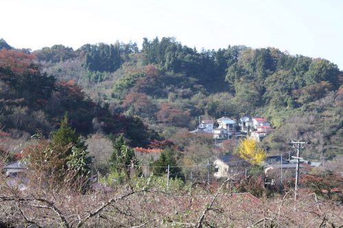 福島県福島市花見山公園の情報2016年11月7日 img_7358