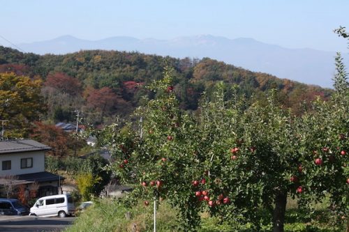 福島県福島市花見山公園の情報2016年11月7日 img_7359