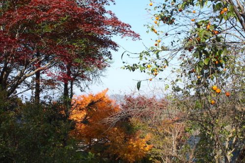 福島県福島市花見山公園の情報2016年11月7日 img_7361