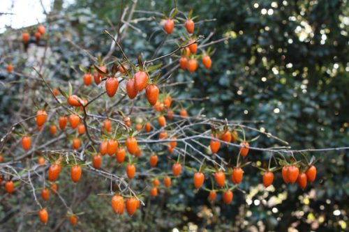 福島県福島市花見山公園の情報2016年12月2日 img_7503