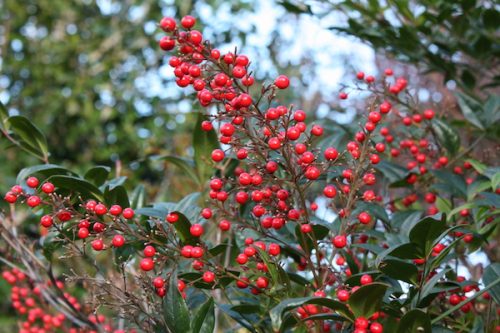 福島県福島市花見山公園の情報2016年12月2日 img_7524