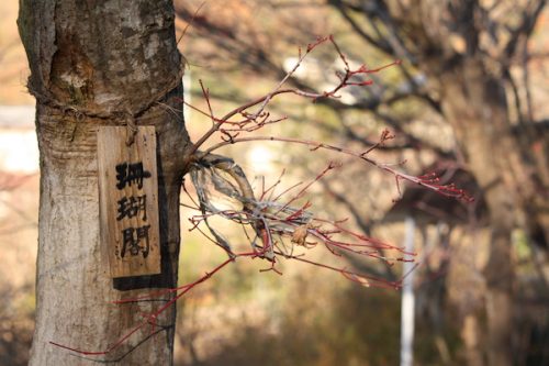 福島県福島市花見山公園の情報2016年12月2日 img_7556