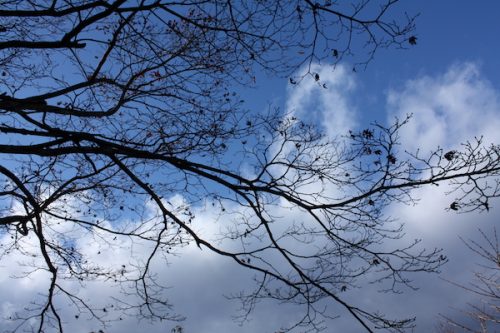 福島県福島市花見山公園の情報2016年12月2日 img_7566