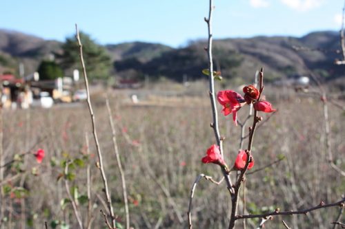 福島県福島市花見山公園の情報2016年12月2日 img_7594