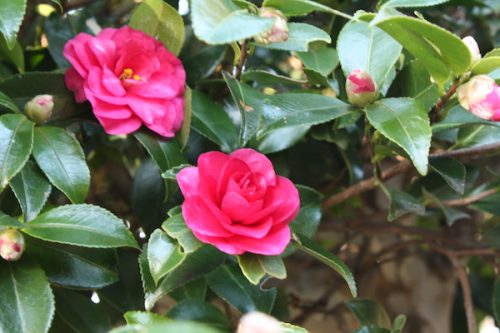 福島県福島市花見山公園の情報2016年12月21日 IMG_7631