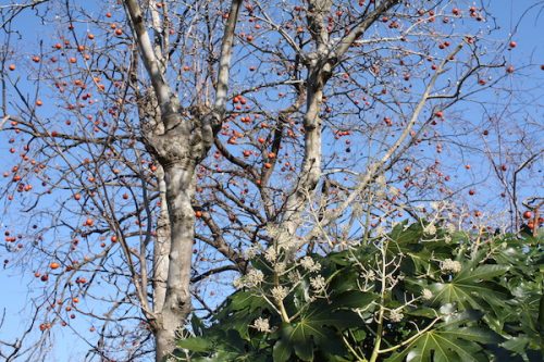 福島県福島市花見山公園の情報2016年12月21日 IMG_7642