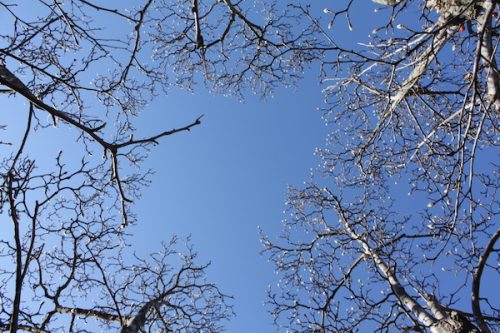 福島県福島市花見山公園の情報2016年12月21日 IMG_7652