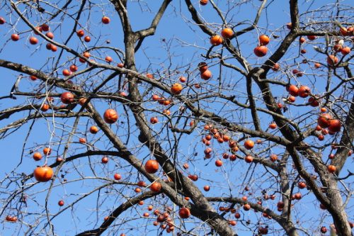 福島県福島市花見山公園の情報2016年12月21日 IMG_7667