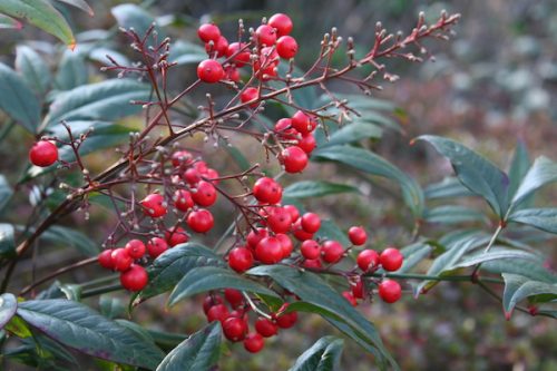 福島県福島市花見山公園の情報2016年12月21日 IMG_7670