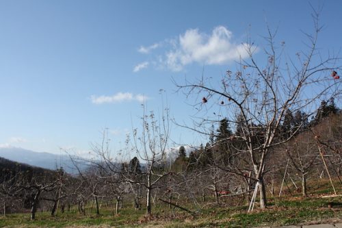 福島県福島市花見山公園の情報2016年12月21日 IMG_7685