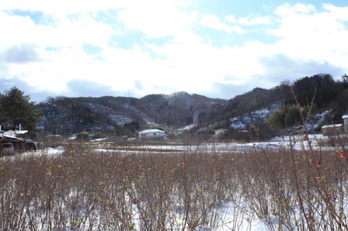 福島県福島市花見山公園の情報2017年1月17日 IMG_7703