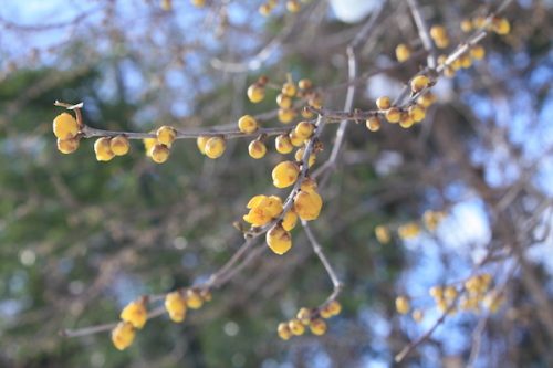 福島県福島市花見山公園の情報2017年1月17日 IMG_7714