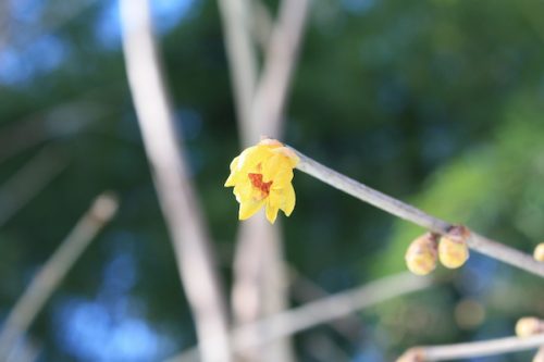 福島県福島市花見山公園の情報2017年1月17日 IMG_7717