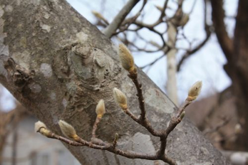 福島県福島市花見山公園の情報2017年2月22日 IMG_7767