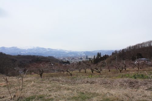 福島県福島市花見山公園の情報2017年2月22日 IMG_7771