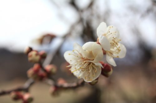 福島県福島市花見山公園の情報2017年2月22日 IMG_7779