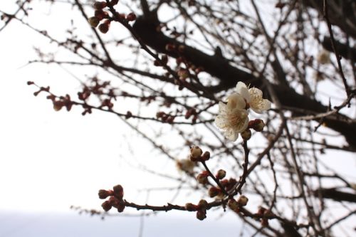 福島県福島市花見山公園の情報2017年2月22日 IMG_7781