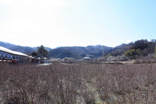 福島県福島市花見山公園の情報2017年3月17日 IMG_7787