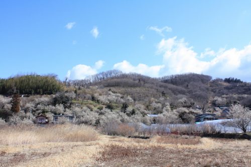 福島県福島市花見山公園の情報2017年3月17日 IMG_7790