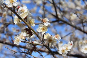 福島県福島市花見山公園の情報2017年3月17日 IMG_7797