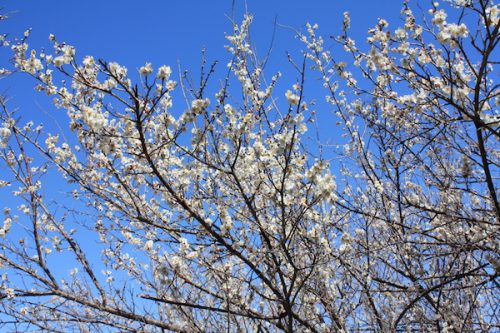 福島県福島市花見山公園の情報2017年3月17日 IMG_7800