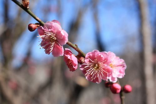 福島県福島市花見山公園の情報2017年3月17日 IMG_7824