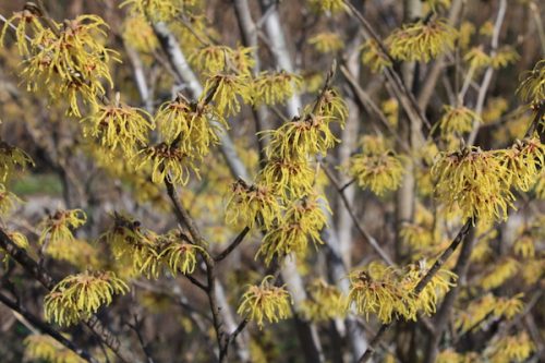 福島県福島市花見山公園の情報2017年3月17日 IMG_7827