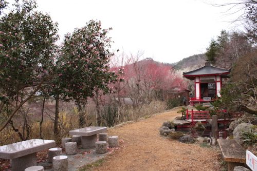 福島県福島市花見山公園の情報2017年3月31日 IMG_7845